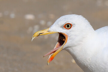 seagull with a wide open beak that seems to be crying out loud