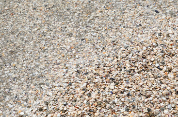 thousands of shell of various sea species