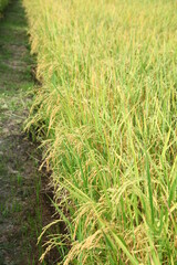 The beautiful landscape of rice fields in Thailand. 