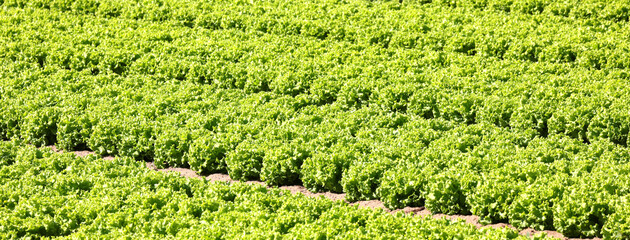 green head of fresh lettuce grown in the cultivated field
