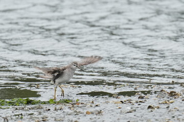 grey tailed tattler in a seashore