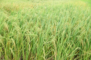 Obraz premium The beautiful landscape of rice fields in Thailand. 