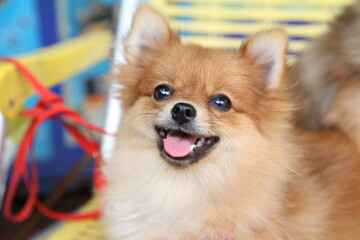 red Pomeranian 