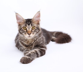 Maine Coon cat, 6 months old, laying in front of white background 