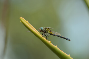 macro of a dragonfly