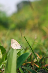 Pseudozizeeria butterfly perched on the grass