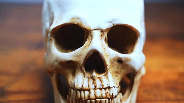 Human anatomy. A human skull on the table, teeth close-up. Anatomically correct medical model of the human skull. High quality 4k footage