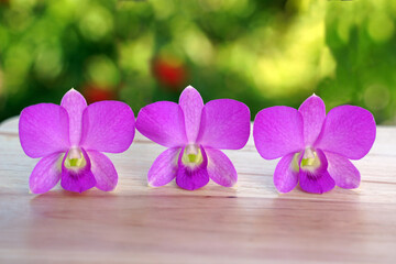 3purple orchid flower on wooden floor, blurry background of trees. Soft and selective focus.
