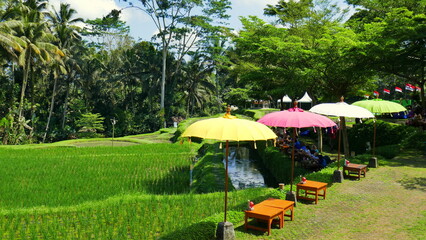 schöner Park mit bunten Sonnenschirmen über Reisfeld und hohen tropischen Bäumen in Indonesien