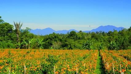 Naklejka premium Blumenfeld mit gelben Opferblumen vor grünem Dschungel und hohen Vulkanbergen in Nord-Bali