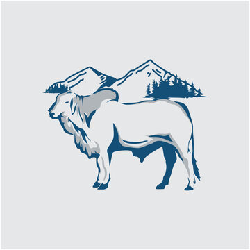 Brahma cow illustration