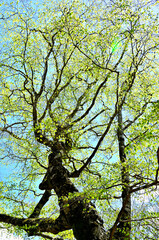 西丹沢の畦ヶ丸　ブナの新緑
