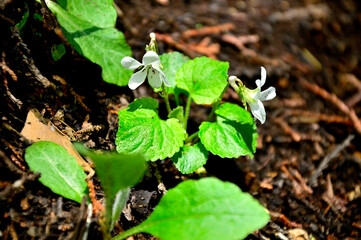 西丹沢の畦ヶ丸　マルバスミレ
マルバスミレはスミレ科スミレ属の多年草。別名：ケマルバスミレ　春の野山などで見られる白いスミレ。葉が丸く広いの特徴で、葉に毛が生えているケマルバスミレと区別する場合がある。
