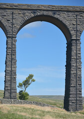Ribbleshead viaduct framing a tree in Yorkshire Dales