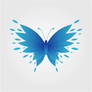 butterfly illustration