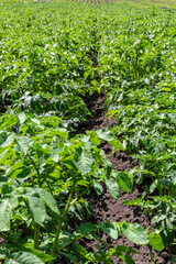 Potato, Solanum tuberosum, plantation. Crop planted at agriculture field