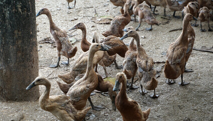 juvenile duck that is looking unwell