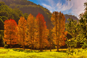 Fototapeta premium autumn colours
