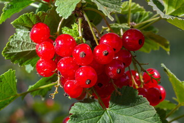 branch of ripe red currant in a garden on green background