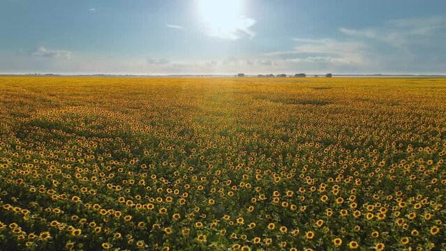 A video of an advertisement for sunflower and vegetable oil. Sunflower fields and meadows. Backgrounds  and screensavers with large blooming sunflower buds with the rays of the sun. Sunflower seeds