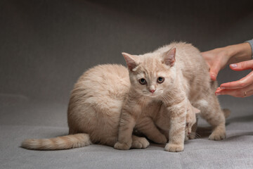 Portrait of a beautiful British breed kitten in the studio.