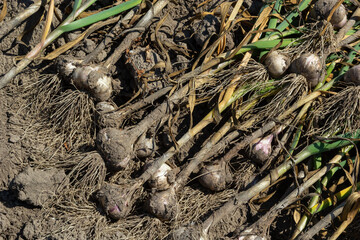Garlic: Bunch of fresh garlic harvest on soil ground. Freshly dug heads of garlic bulbs