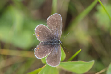 Female short-tailed blue butterfly (Cupido argiades).