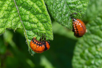 potato cultivation destroyed by larvae and beetles of Colorado potato beetle, Leptinotarsa decemlineata, also known as the Colorado beetle, the ten-striped spearman, the ten-lined potato beetle