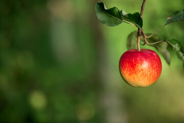 A red apple hangs on a tree with leaves. Agriculture, agronomy, industry