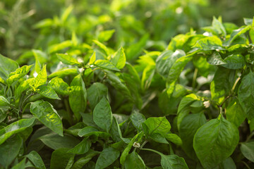 Pepper leaves on the beds in the garden. Gardening