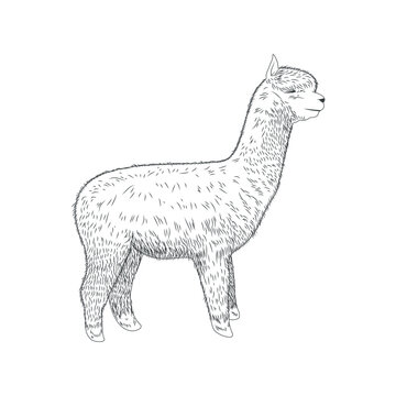LLama illustration