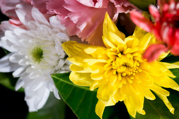 full color of closeup beautiful flower.