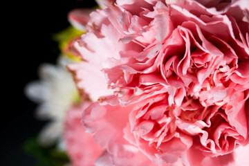 full color of closeup beautiful flower.