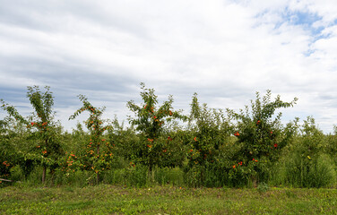 apple orchard on a sunny day