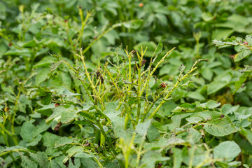 potato cultivation destroyed by larvae and beetles of Colorado potato beetle, Leptinotarsa decemlineata, also known as the Colorado beetle, the ten-striped spearman, the ten-lined potato beetle