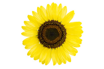 beautiful sunflower flower
