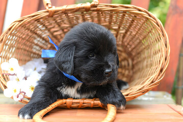 Newfaundland puppy sits in a basket