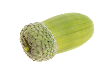 green acorns isolated