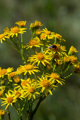Closeup of many butterflies on a yellow flowering common ragwort or Jacobaea vulgaris plant