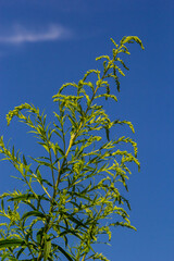 Solidago canadensis, known as Canada goldenrod or Canadian goldenrod, is herbaceous perennial plant of family Asteraceae. It is often forms colonies of upright growing plants, with yellow flowers