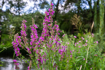 Lythrum salicaria pink flowers, purple loosestrife, spiked loosestrife, purple lythrum on green meadow