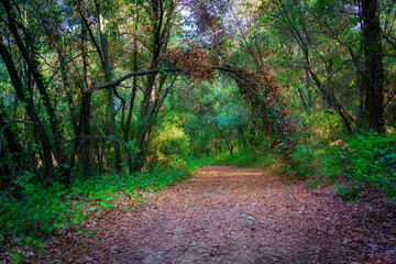 Path in the enchanted forest between green plants and trees formed arches on the way.