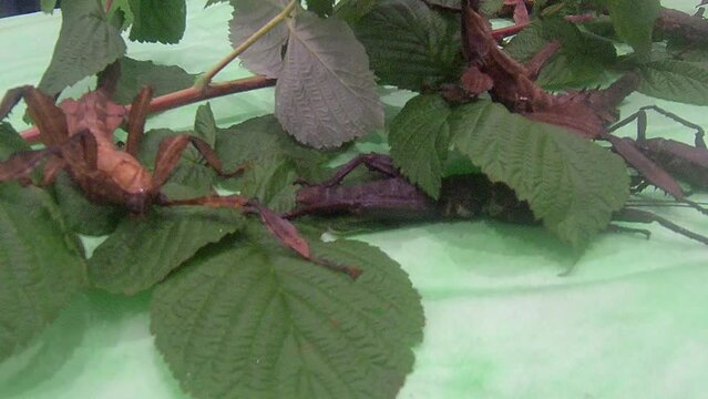 exotic insect stick insect close-up