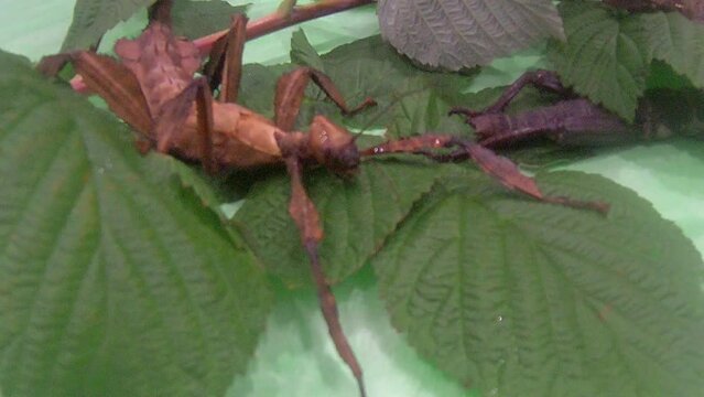 exotic insect stick insect close-up