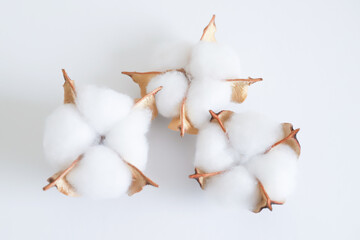 コットンフラワー　綿花