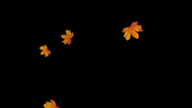 Falling real single maple leaves in autumn. Natural colorful isolated fall foliage. 4k overlay. Slow motion animation. Black background. 23,98 fps 