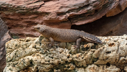 Gidgee Skink (Egernia stokesii), very rare, threatened species. Habitat Central Australia