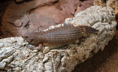 Obraz premium Gidgee Skink (Egernia stokesii), very rare, threatened species. Habitat Central Australia