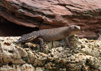 Gidgee Skink (Egernia stokesii), very rare, threatened species. Habitat Central Australia
