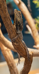 Frilled neck lizard (Chlamydosaurus kingii) on a tree branch.